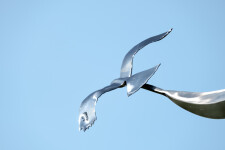 The graceful flight of two birds is captured in this stunningly elegant contemporary sculpture by Amos Robinson. Image 11