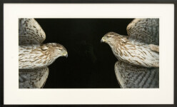 The stunning beauty of the Cooper Hawk is celebrated in this double image of the bird taken by photographer Deborah Samuel. Image 2