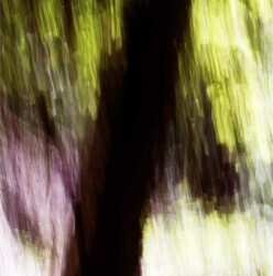 Morning sunlight filtered through trees is captured in this lovely, abstracted image taken by photographer Etienne Labbé.