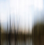 Long dark grasses and cattails form a patterned lattice through which the fall sky pushes through. Image 2