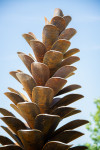 Canadian sculptor Floyd Elzinga’s pine cones have become one of his signature images and now grace many outdoor venues in Canada. Image 2