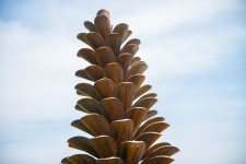 Canadian sculptor Floyd Elzinga’s pine cones have become one of his signature images and now grace many outdoor venues in Canada. Image 4