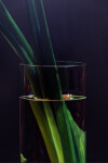 This contemporary realistic oil painting of a lily was painted by James Lahey. Image 7