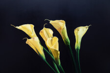 This contemporary realistic oil painting of a lily was painted by James Lahey. Image 5