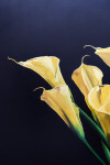 This contemporary realistic oil painting of a lily was painted by James Lahey. Image 8