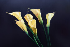 This contemporary realistic oil painting of a lily was painted by James Lahey. Image 2