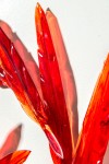 Crimson glass feathers are gathered into a fiery composition in this dramatic wall sculpture by artist John Paul Robinson. Image 6