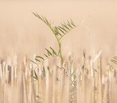 A large cloud in a teal sky hovers above a field of wheat in this surrealist inspired image by Mark Bartkiw. Image 2