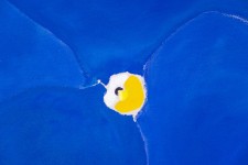 In vivid blue Pat Service has captured the simple beauty of the pansy. Image 5