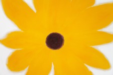 A single golden yellow ‘black-eyed Susan’ pops from the canvas in this joyful painting by Pat Service. Image 3