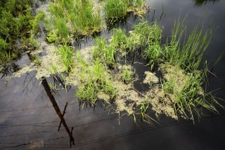 A bird’s eye view of the countryside is captured in this image of sunlit green grass growing up through a body of dark water.