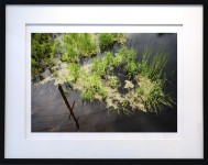 A bird’s eye view of the countryside is captured in this image of sunlit green grass growing up through a body of dark water. Image 2