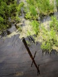 A bird’s eye view of the countryside is captured in this image of sunlit green grass growing up through a body of dark water. Image 4