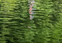 Rippling waters act as a mirror reflecting the sunlit lush green landscape and a white and red buoy in this peaceful photograph by Shani Moo… Image 4