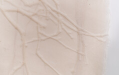 This contemporary embossed white mono print was inspired by nature. Image 6